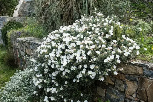 [129419] Convolvulus cneorum Pot P26
