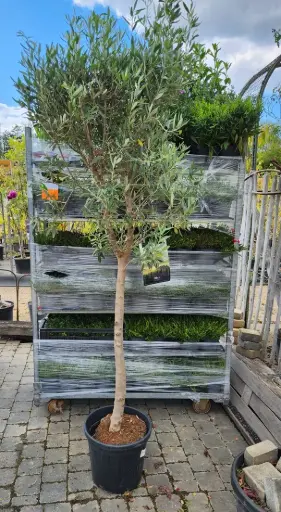 [112203] Olea europea Tige +/- 100 cm Pot P30 * Olivier