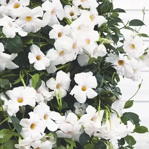 [141510] Mandevilla sundaville Blanc Palissé 80 100 Pot P21