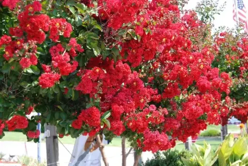 [130480] Lagerstroemia indica Dynamite Pot C3L ** rouge **