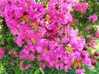 [139407] Lagerstroemia indica Saint Emilion Pot C3L ** Rose **