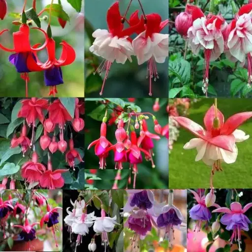[130937] Fuchsia vivaces variées C2