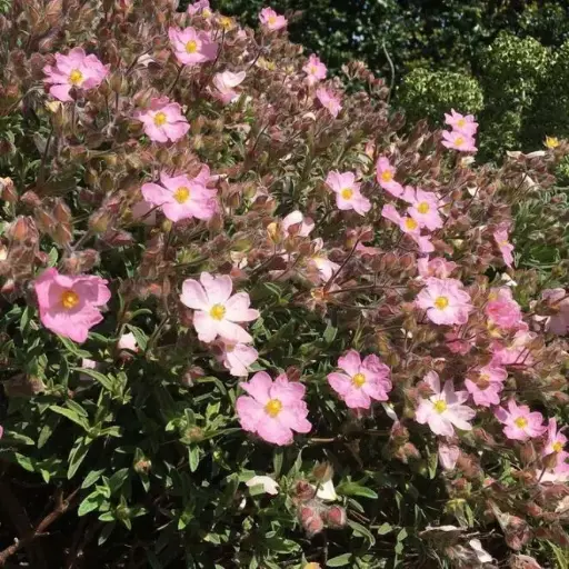 [106361] Cistus argenteum Silver Pink Pot C2Litres