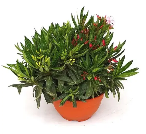 [141634] Nerium oleander TRIO TRICOLOR 060 080 Pot P25 cm