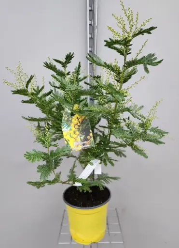 [110436] Acacia dealbata Le Gaulois Buisson greffé 60 80 cm P19 ** Mimosa **