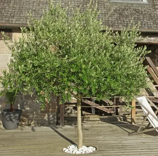 [105289] Olea europea XTRA Demi Tige Fort 10 ans * Olivier