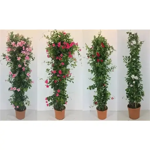 [130231] Mandevilla Sundaville Varié Pyramide Ht 180 200cm XXL Pot 31