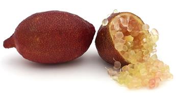 [138987] Citrus australlasica - Citron caviar / mini tige 20-40 cm Pot 7 ** Plante forte bien ramifiée **