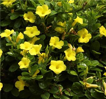 [134056] Mandevilla Sundaville Opale Jaune Pot P17 cm