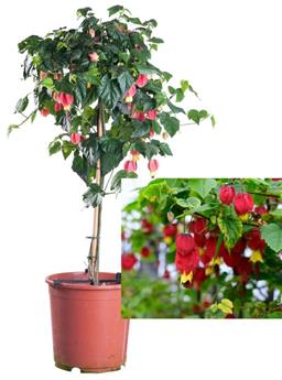 [141601] Abutilon Megapotamicum sur Tige ht 80cm