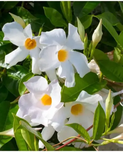 [121692] Mandevilla Jade Blanc Pot P14