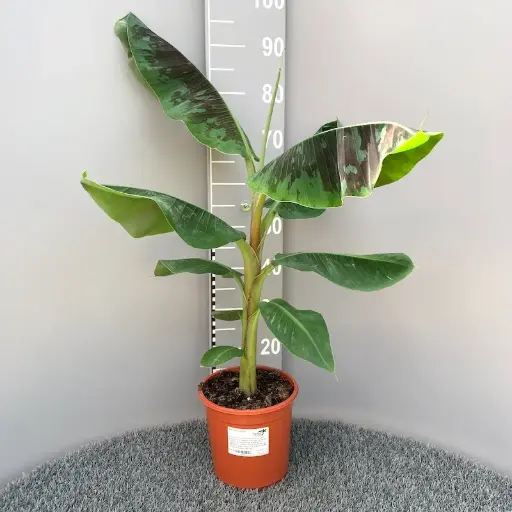 [126488] Musa dwarf Cavendish 60 80 cm Pot P17