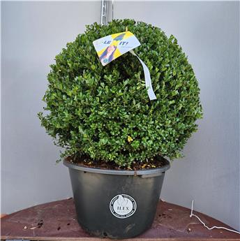 [141420] Ilex crenata Dark Green Boule Diam. 070 075 cm Pot P60 cm