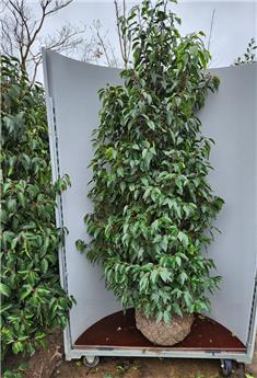 [133307] Prunus lusitanica Angustifolia 200 250 cm XTRA Fort Motte *** Remise importante à partir de 10 plantes **