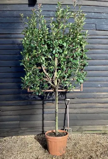 [142671] Photinia fraseri Red Robin Demi Tige 100 cm Palissé sur cadre ** RARE **