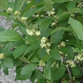 [107675] Ilex verticillata mâle 100 125 Pot