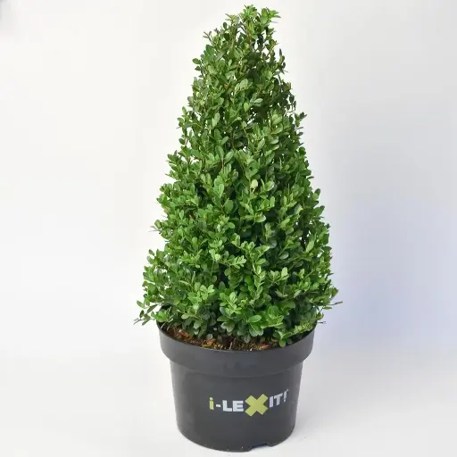 [135582] Ilex crenata Dark Green Pyramide 40 50 P26