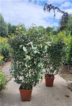 [143089] Elaeagnus ebbingei Palissé 120 larg. 100 cm sur cadre Pot C18 ** Chalef d'Ebbing **
