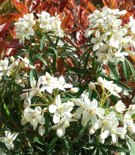 [132954] Choisya Scented Gem® Lissbrid Pot C7.5 * Oranger du Mexique parfumé.