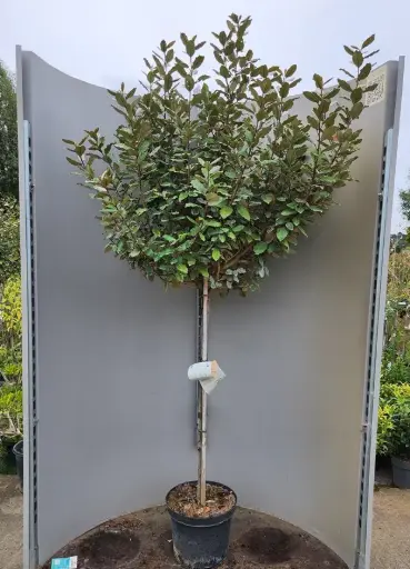 [144550] Elaeagnus ebbingei Compacta Demi Tige 90cm Pot ** Chalef d'Ebbing **