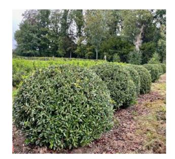 [143280] Prunus lusitanica Angustifolia Boule D 090 100 cm Motte ** Taillé, bien dense **