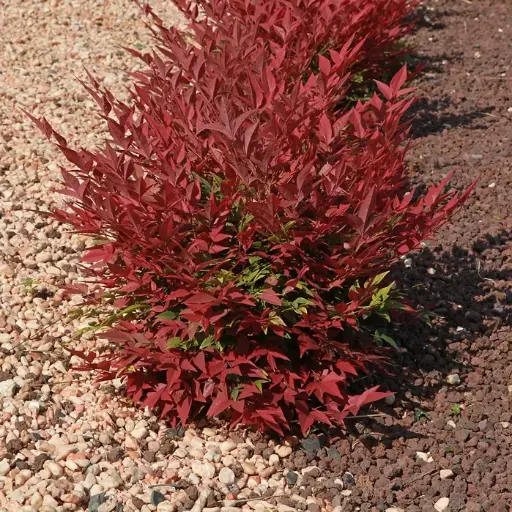 [142112] Nandina domestica Obsessed XXL Pot C25 litres