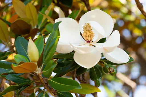 [141346] Magnolia grandiflora Little Gem sur tige 120cm Pot C10