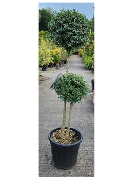 [145104] Ligustrum delavayanum Deux Pompons Pot P33 cm
