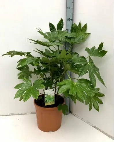 [119479] Fatsia japonica 80 100 cm Pot P23 cm