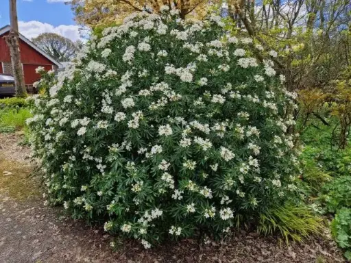 [141762] Choisya ternata Greenfingers Lissfing  Pot C7.5Litres **Persistant et très parfumé**