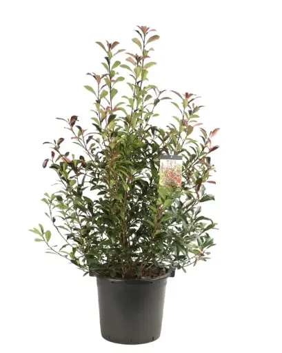 [139416] Photinia Fraseri Carré Rouge 150+ cm Pot C30 ** Plus compact, moins de taille**