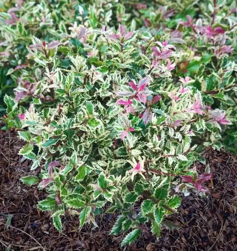 [121852] Ilex aquifolium Ingramii 40 50 cm Pot P23 cm- Houx panaché