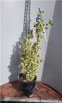 [137290] Euonymus japonicus Bravo 100 125 Pot C18Litres  ** Plante XL, bien dense **