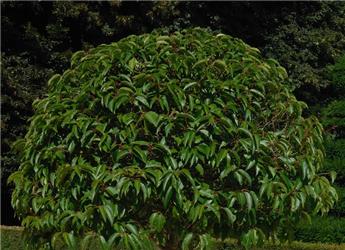 [104579] Prunus lusitanica Angustifolia Boule D 50-60 cm Pot
