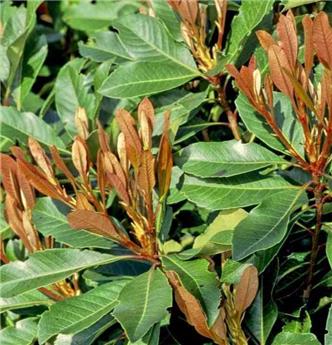 [108371] Eriobotrya japonica Copperton Tige 100 cm Pot C10Litres ** Néflier du Japon **