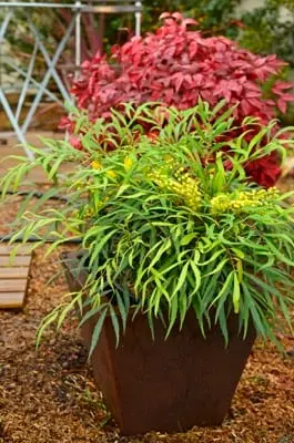 [127961] Mahonia eurybracteata Sweet Winter ® c3.5