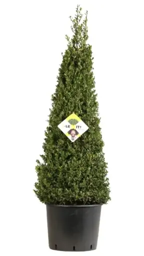 [133235] Ilex crenata  Pyramide 110cm Pot P27