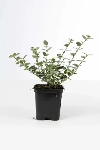 [132968] Euonymus fortunei Emerald Gaiety  Pot P9