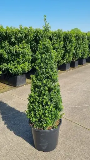 [145001] Euonymus japonica Green Spire Pyramide +/- 60 cm Pot P12 ** Alternative au buis pour le soleil **