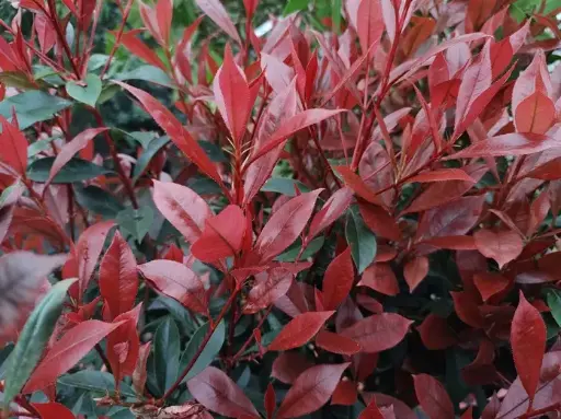 [143127] Photinia Fraseri Carré Rouge Demi Tige +/- 100 cm Pot P30 cm  ** Plus compact, moins de taille**