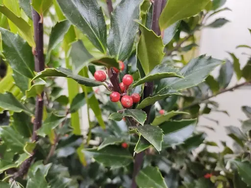 [142303] Ilex meserveae Blue Maid 100 125 cm XTRA Pot C12Litres - Houx