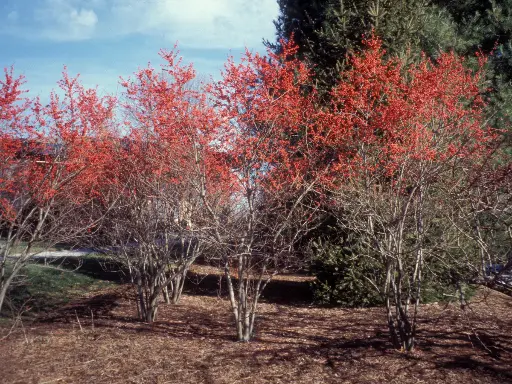 [142361] Ilex verticillata Femelle 100 125 Pot