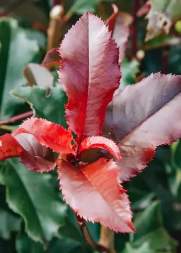 [138033] Photinia Fraseri Magical Volcano C7.5