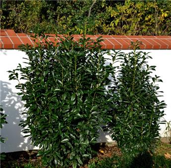 [145349] Prunus laurocerasus Elly 125 150 motte XXL