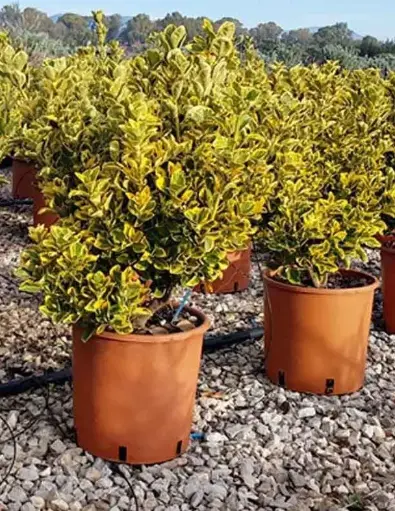 [144948] Euonymus japonicus Aureus 080 100 cm Pot C10Litres