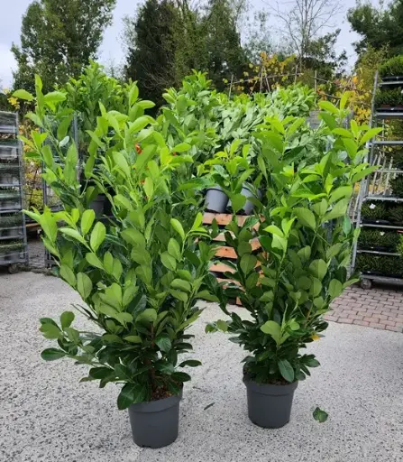 [137311] Prunus laur. Rotundifolia 125 150 cm XXL Pot ou Motte Touffe Forte *** Remise importante à partir de 10 plantes **