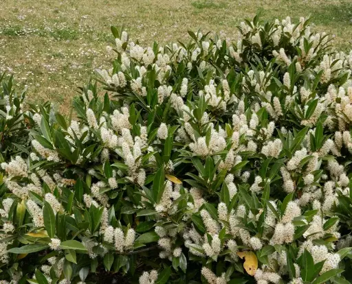 [101004] Prunus laurocerasus Otto Luycken 60 80 Pot C15