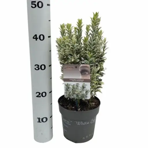[122336] Euonymus Japonica White Spire P17
