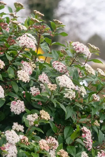 [110076] Viburnum tinus 60 80 cm P19