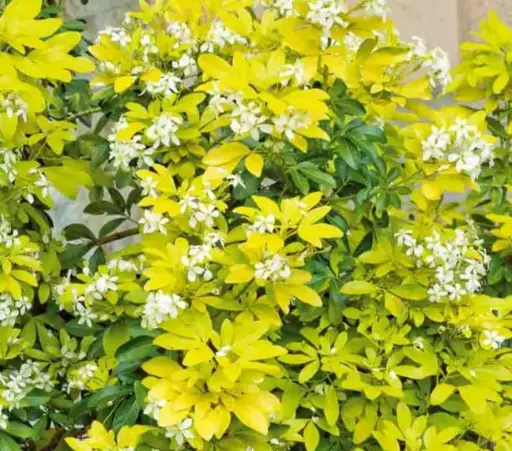 [105249] Choisya ternata Sundance (Brica)  Pot C5Litres